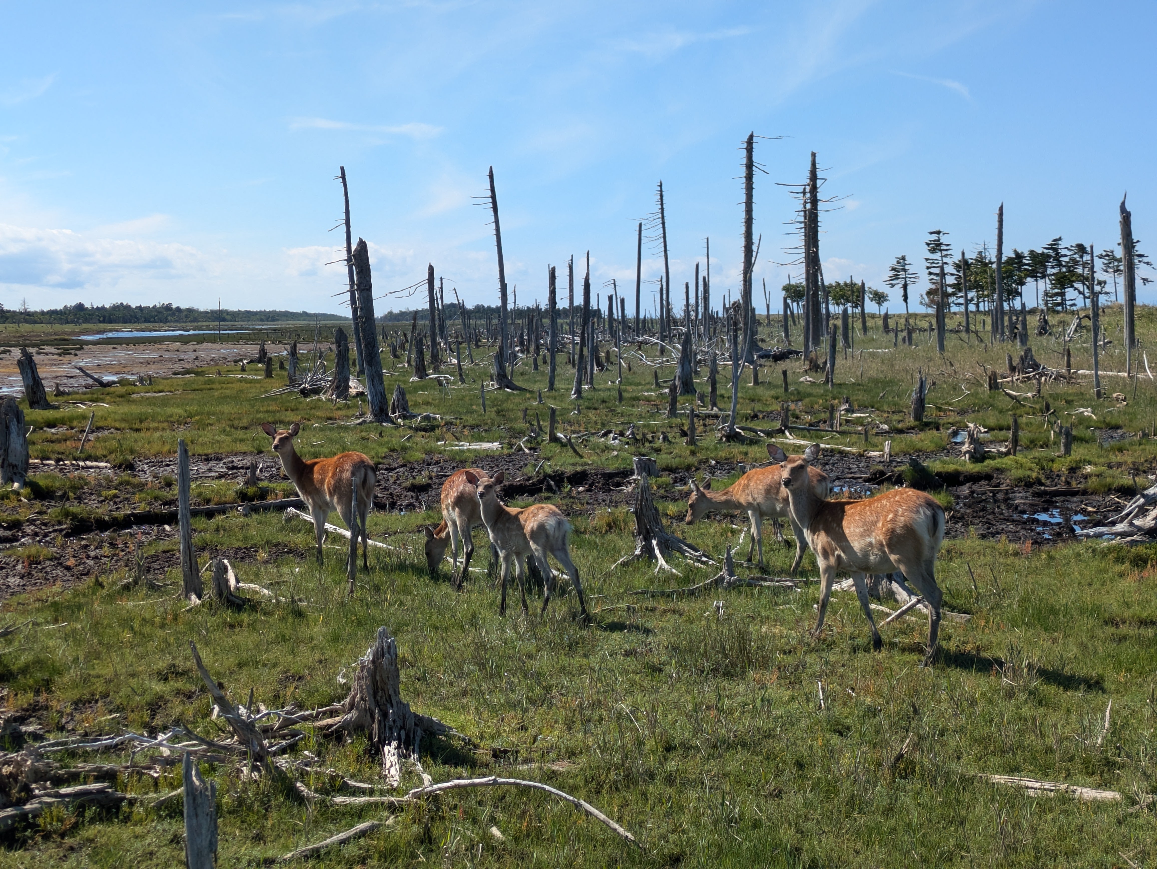 A herd of does (female deer) graze in grassland. There are broken and dead trees sticking sharply up out of the ground all around them. It is a beautiful day.