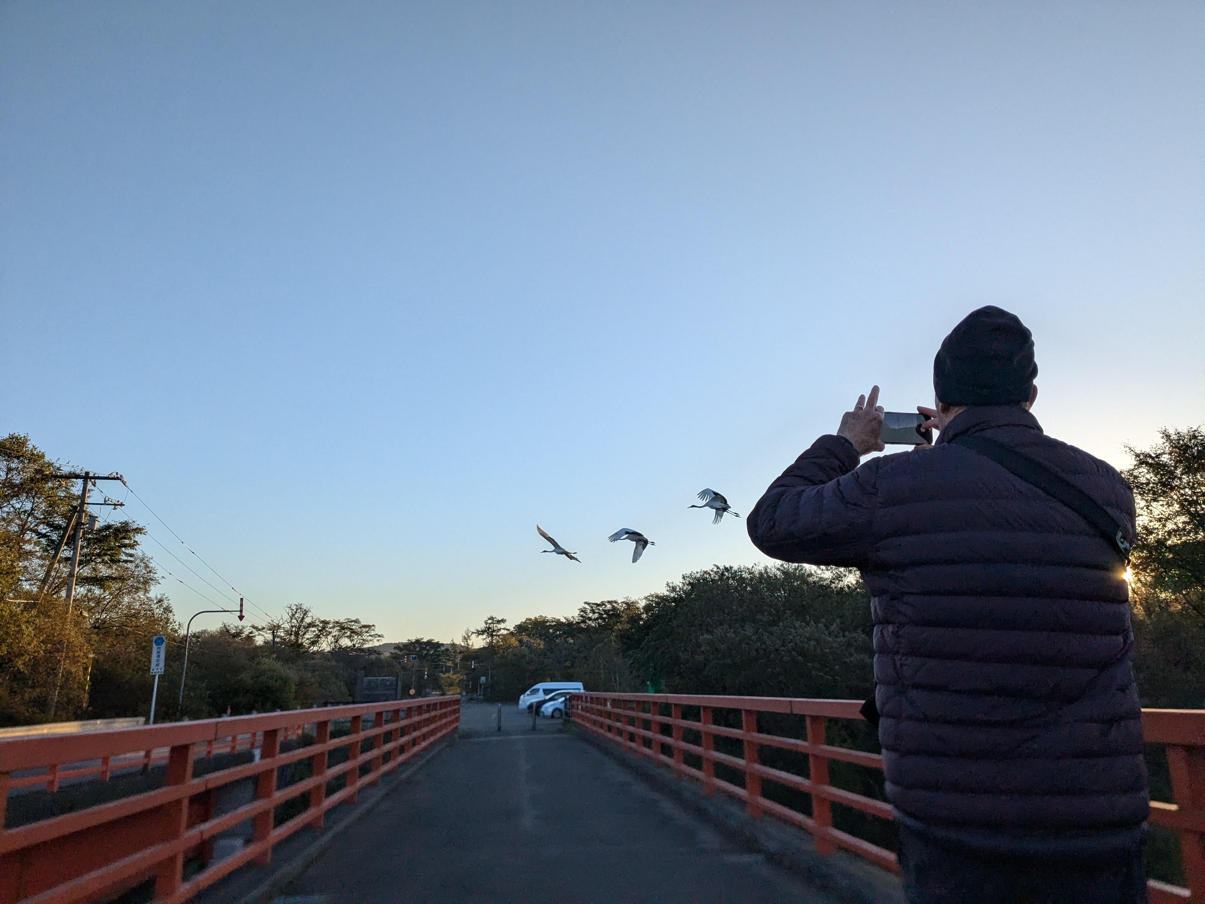 A man takes a photo on his phone of three red-crowned cranes flying over a bridge at dawn.