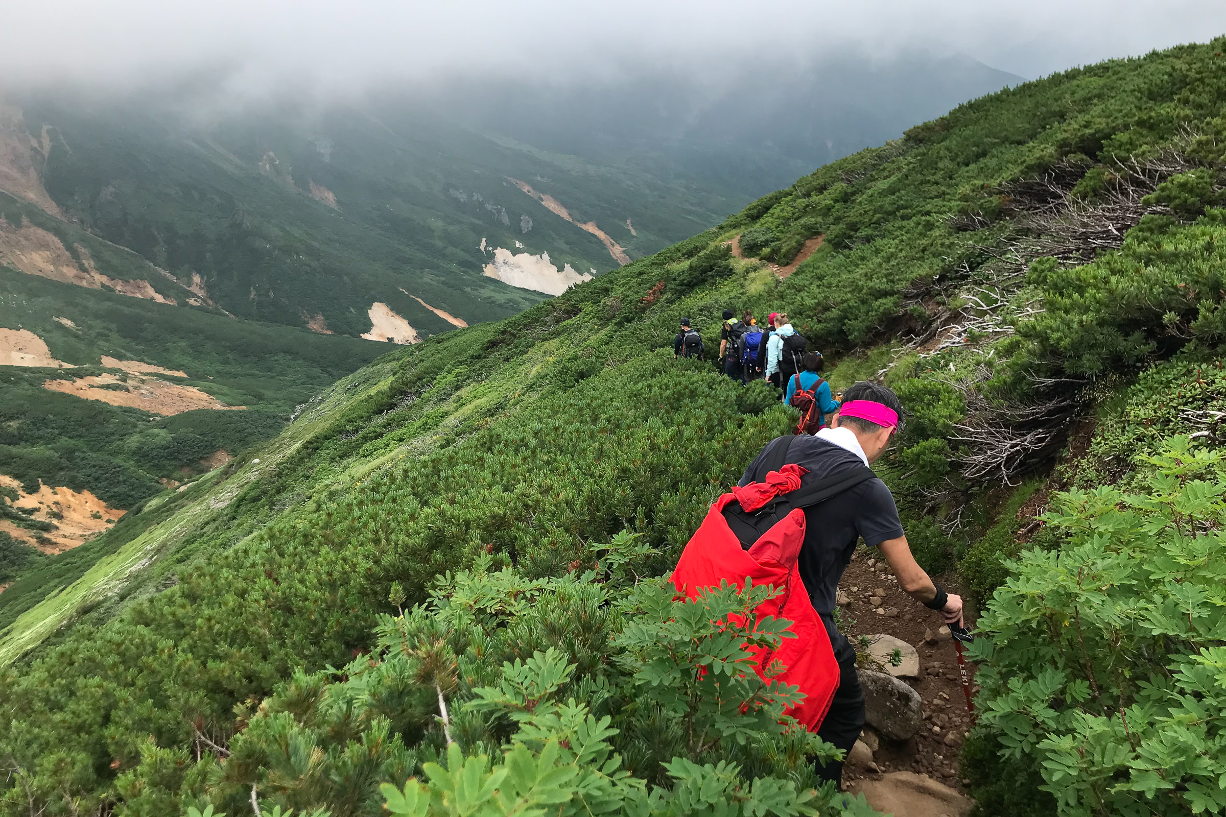 A group of hikers make their way down a mountain through Siberian dwarf pine trees.