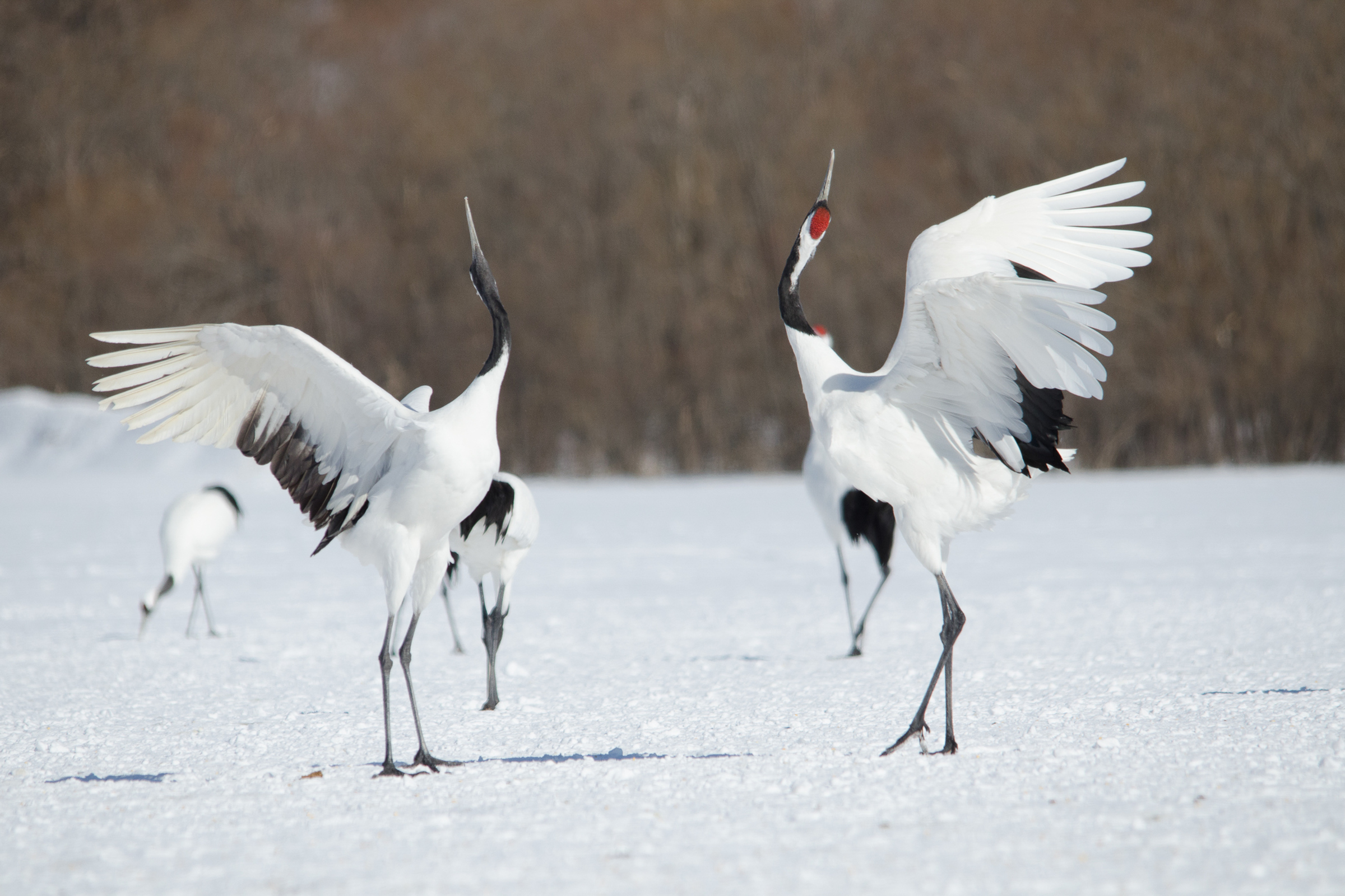 A pair of Red-crowned Cranes dancing