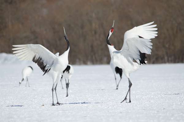 Japan's Far East 7 Day Wild Winter Tour - Adventure Hokkaido