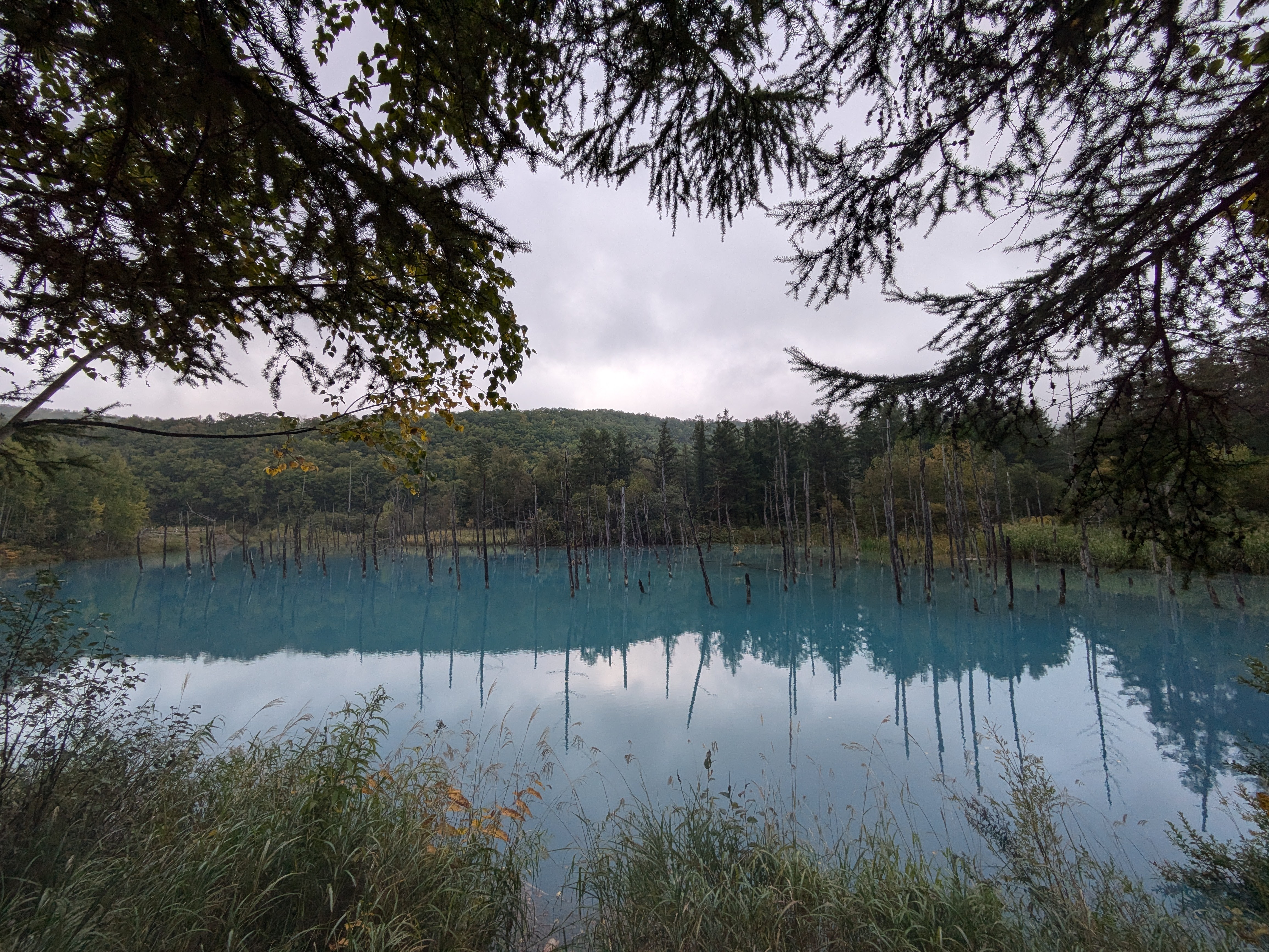 A view of the famous Blue Pond in Biei, Hokkaido. It is an overcast day but still, so the pond perfectly reflects the sky. There are several dead trees submerged in the pond. The trees on the mountain beyond are beginning to display autumn colours.