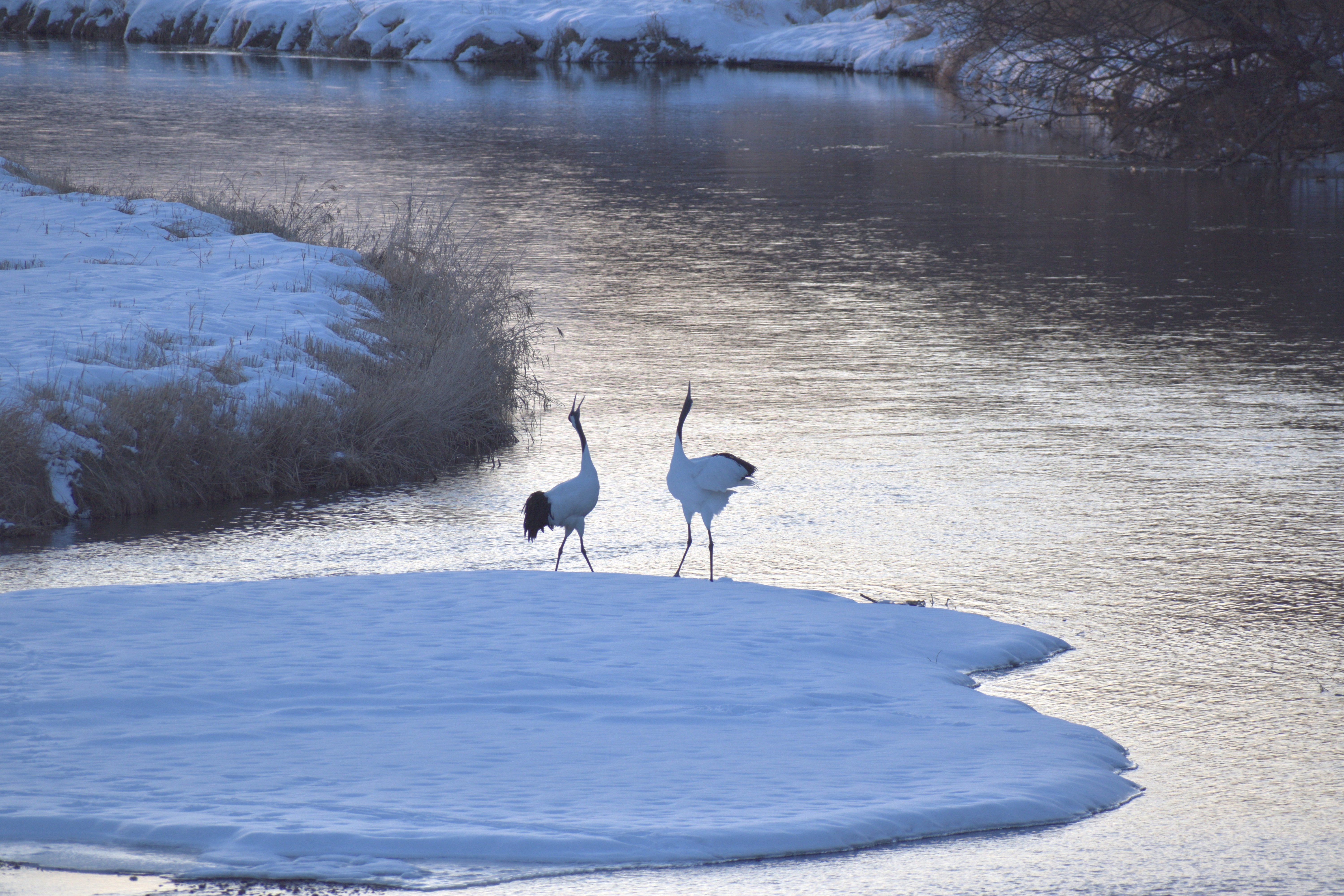 Two cranes in the freezing river at Otowa Bridge call out to the heavens.