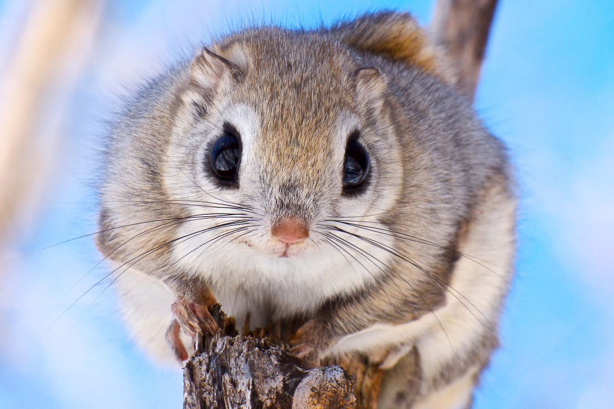 An ezo momonga flying squirrel perched on a tree branch.
