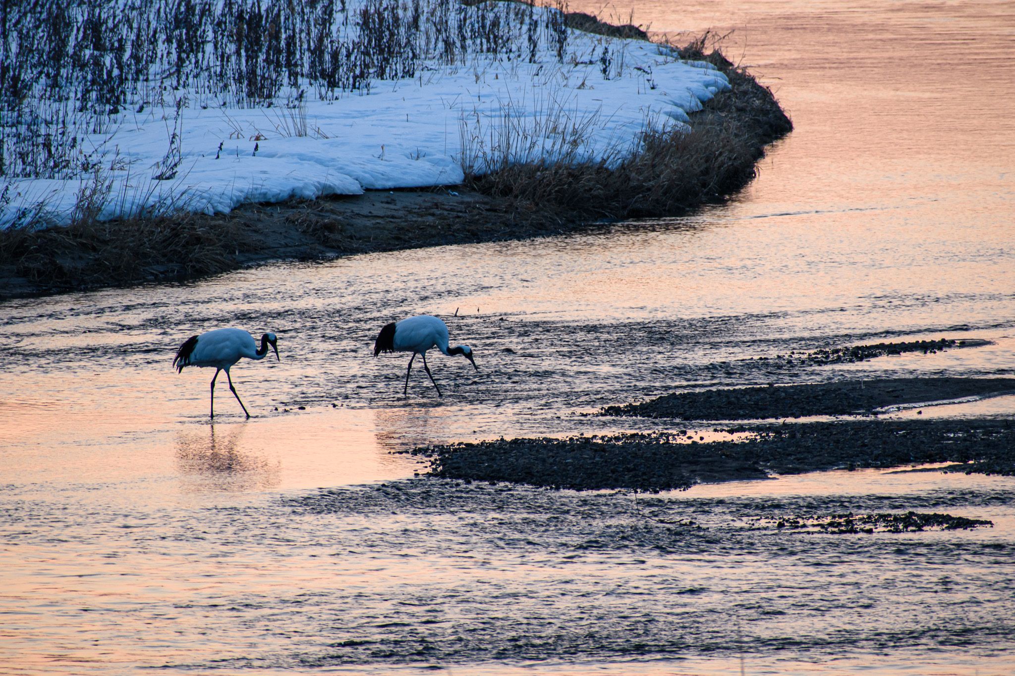 Two cranes walk in the river at sunrise. The water is dyed pink from the rising sun's rays.