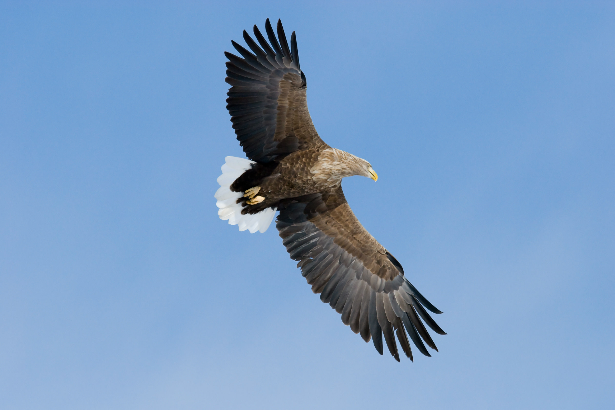 A White-tailed Eagle soaring