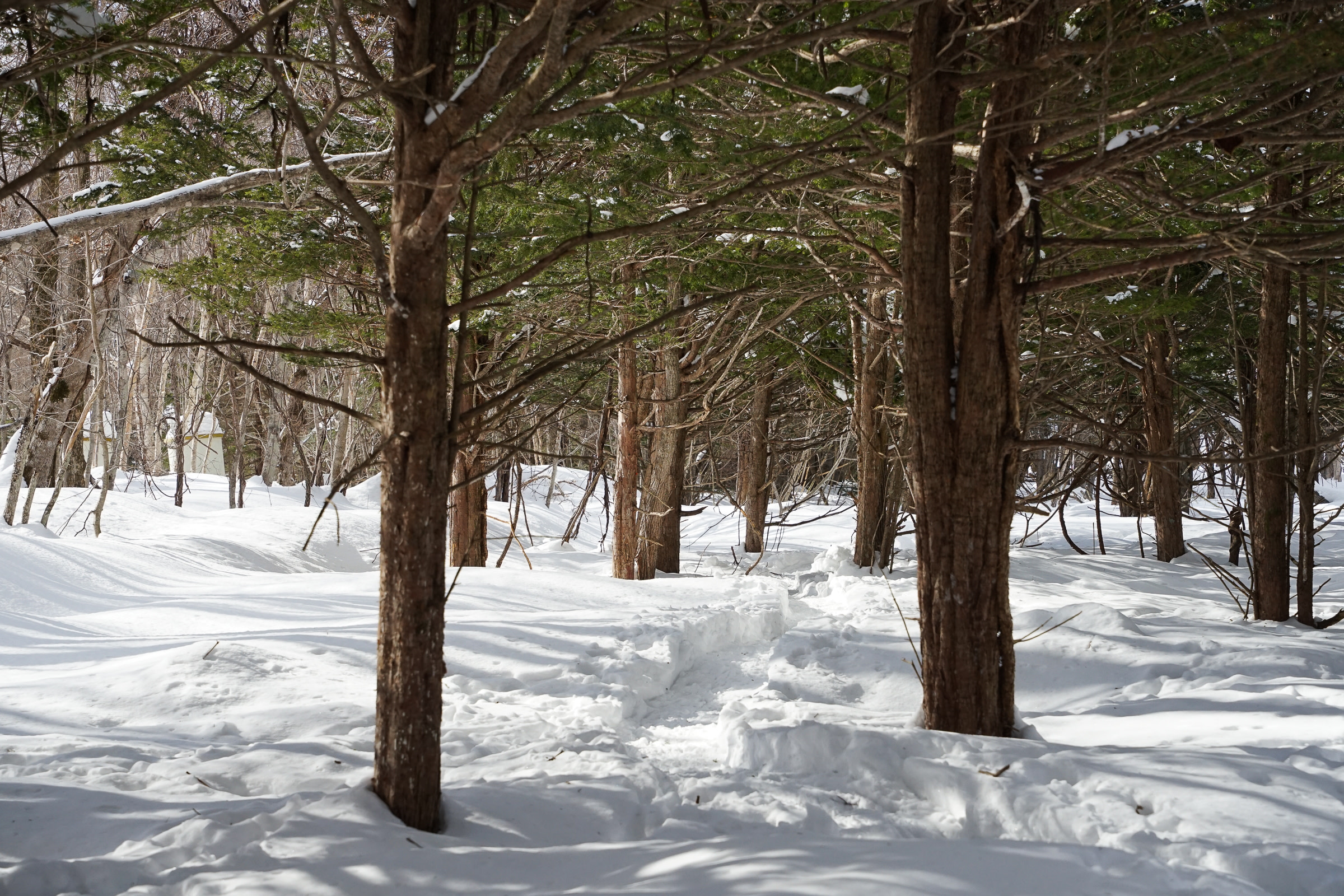 Snowshoe trails through a native yew forest near Shichijo Waterfall.