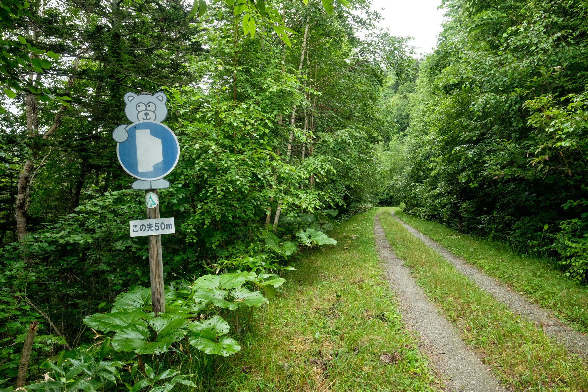 A sign with a cute bear marks a passing point on a narrow gravel forest road in Hokkaido
