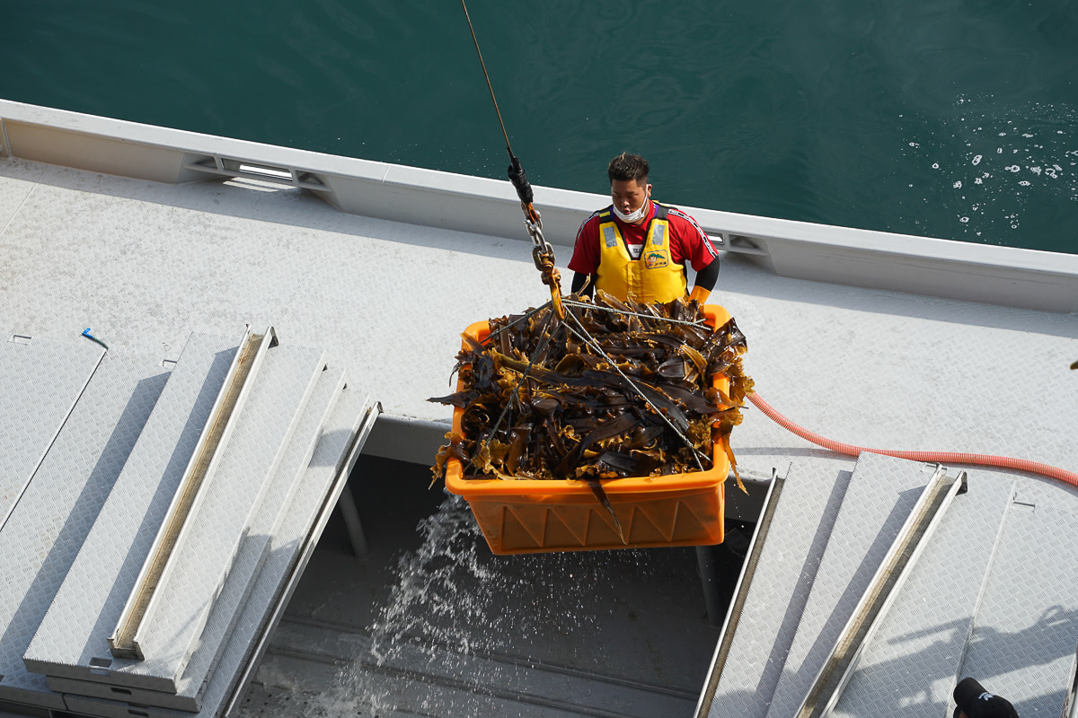 Kelp collected off Shiretoko Utoro