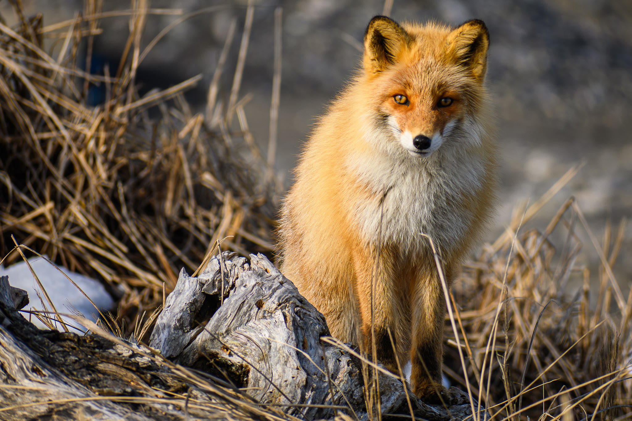 A red fox emerges from some grasses, staring directly at the viewer.