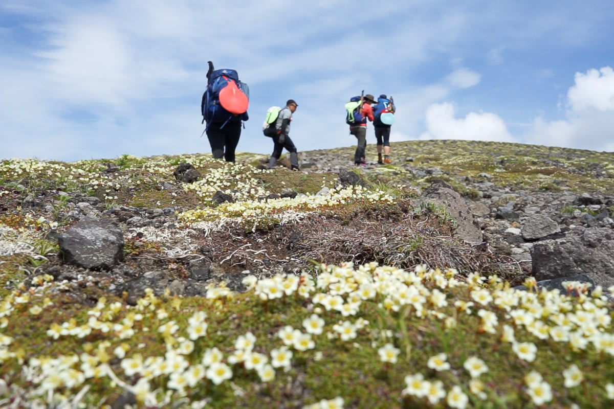 Hikers walking through alpine flower fields in Daisetsuzan National Park, Hokkaido.