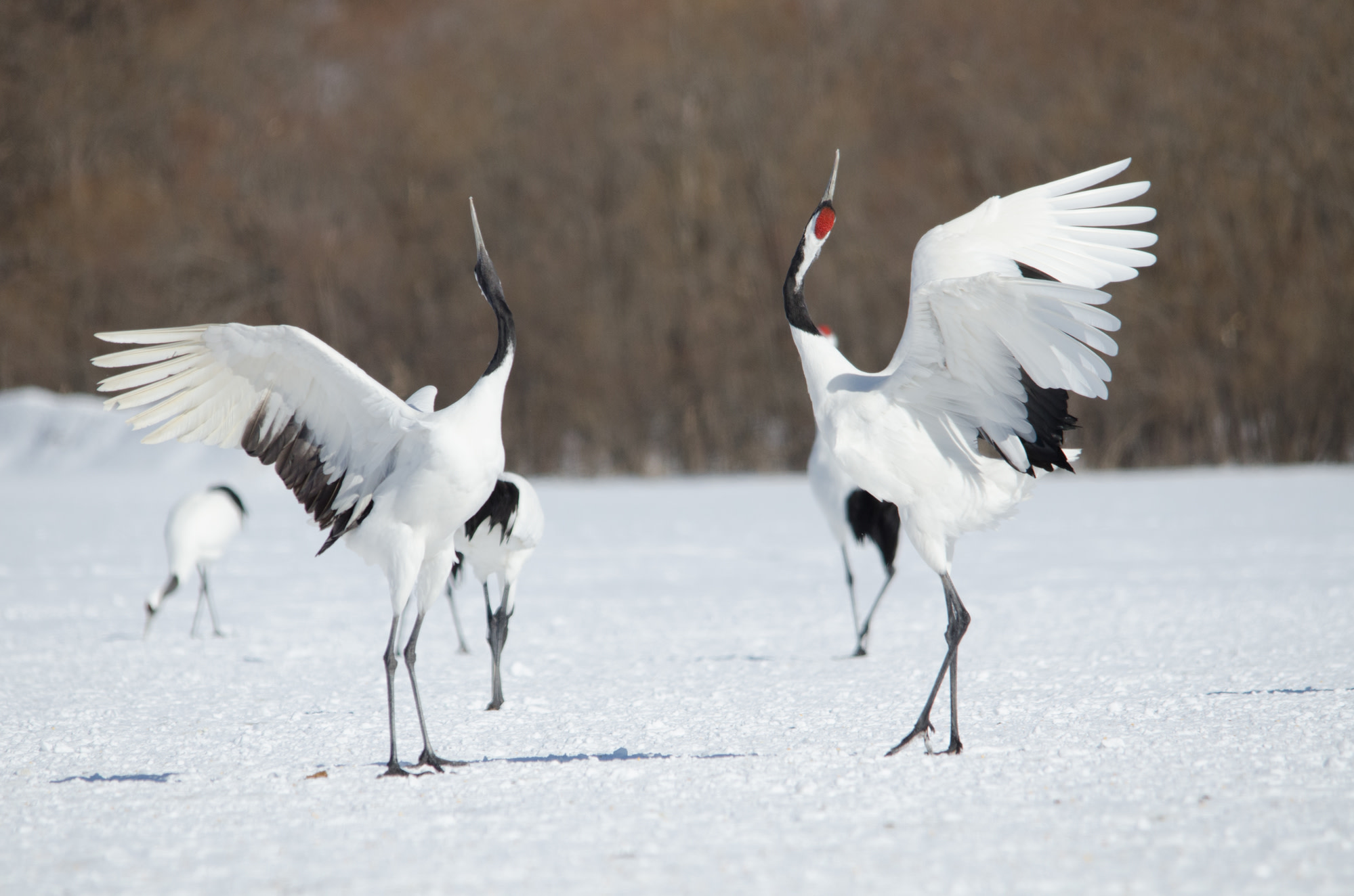 Two cranes flourish their wings at each other at Tsurui's crane sanctuary.