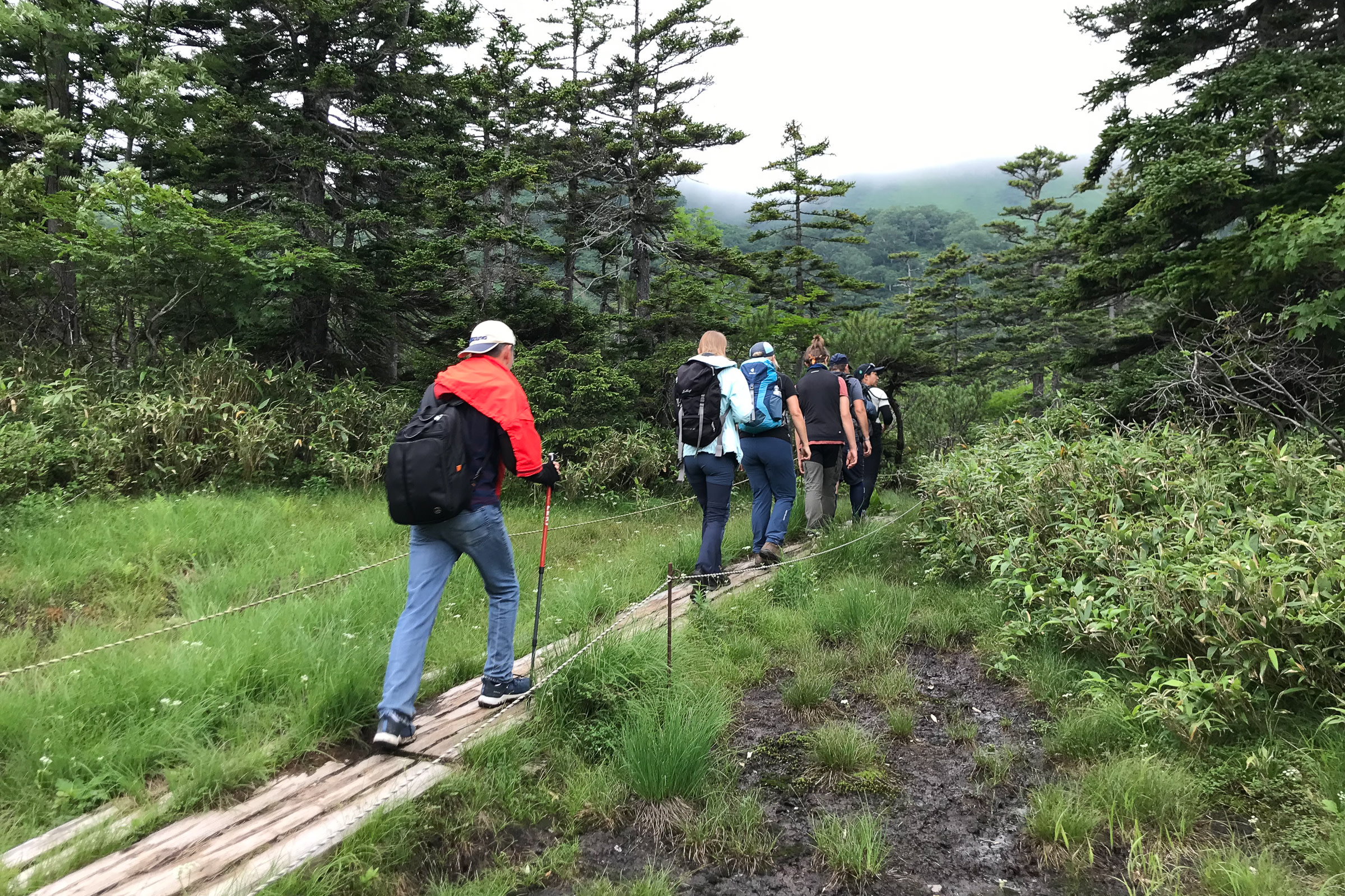 A group of six hikers walk on a boardwalk through the forests at Daisetsu Kogen. 