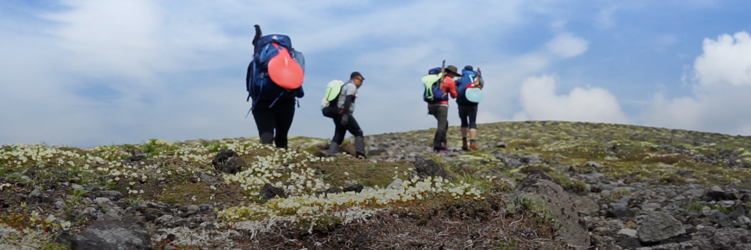 Four hikers walk past a patch of tiny white alpine flowers in bloom