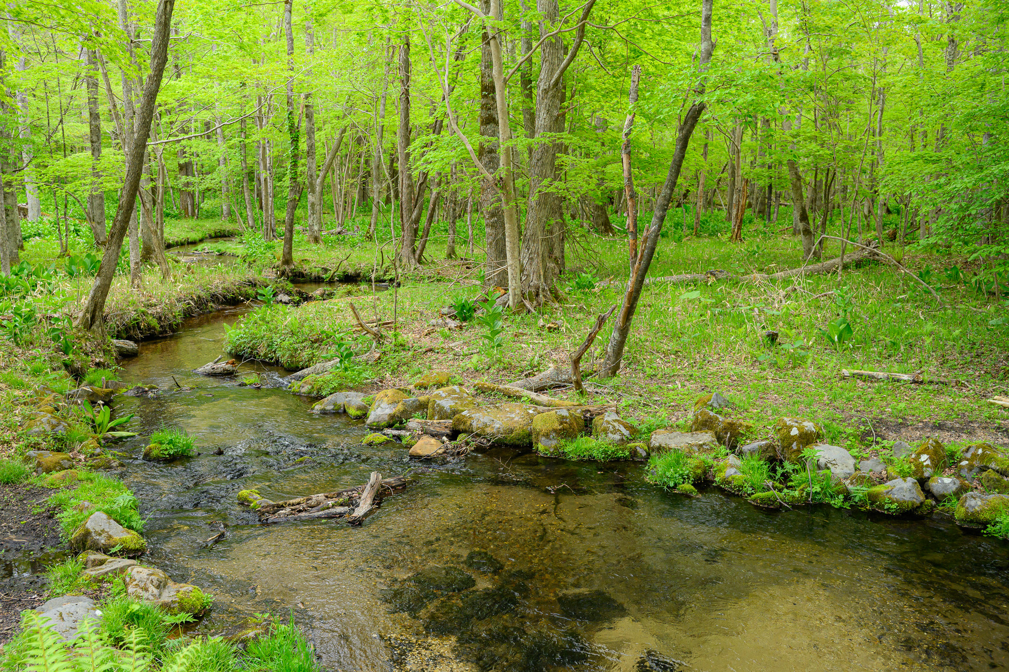 A river winds through a pristine woodland.