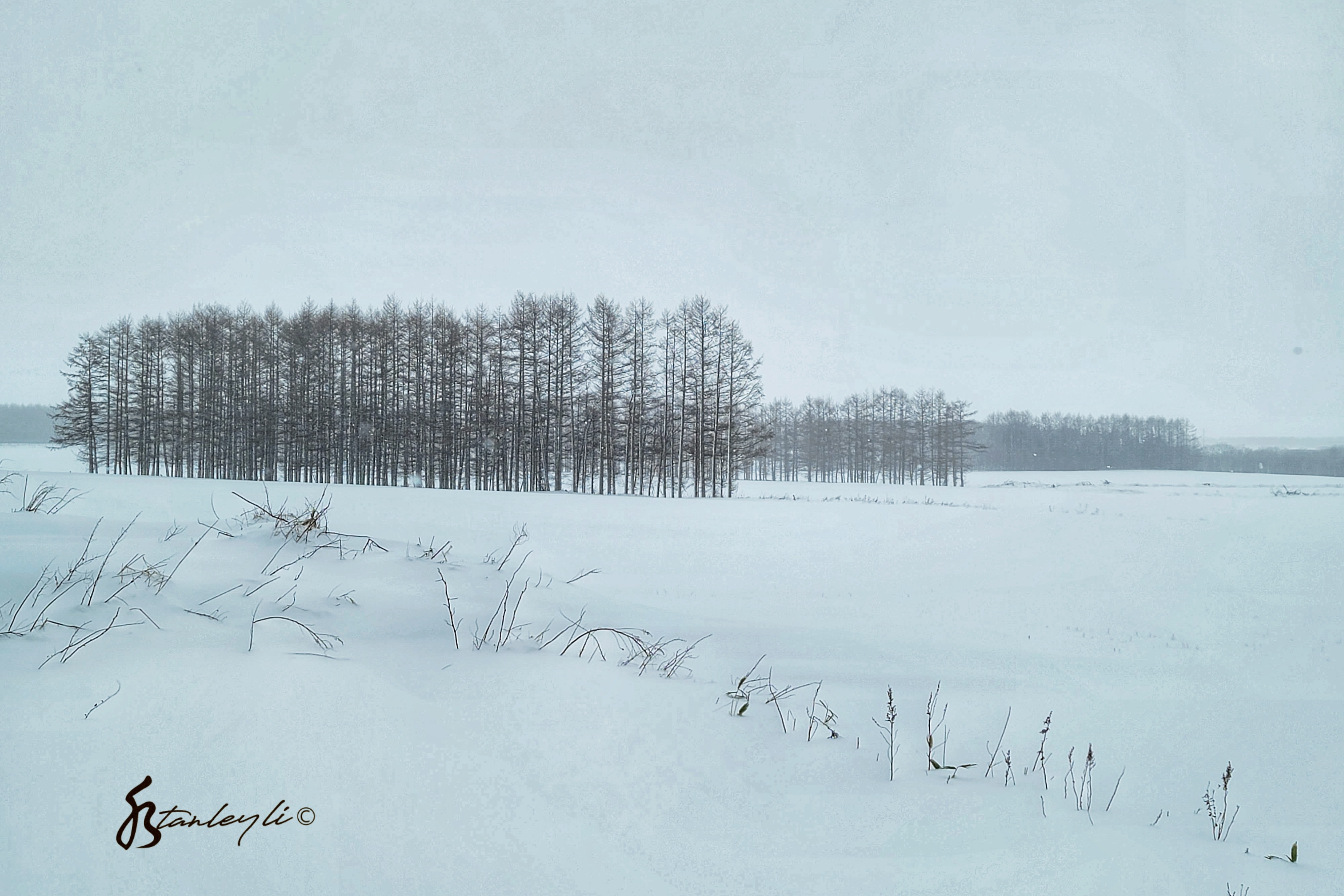 A stand of Larch sit in amongst white fields in Hokkaido's rural east. ©️ Stanley Li