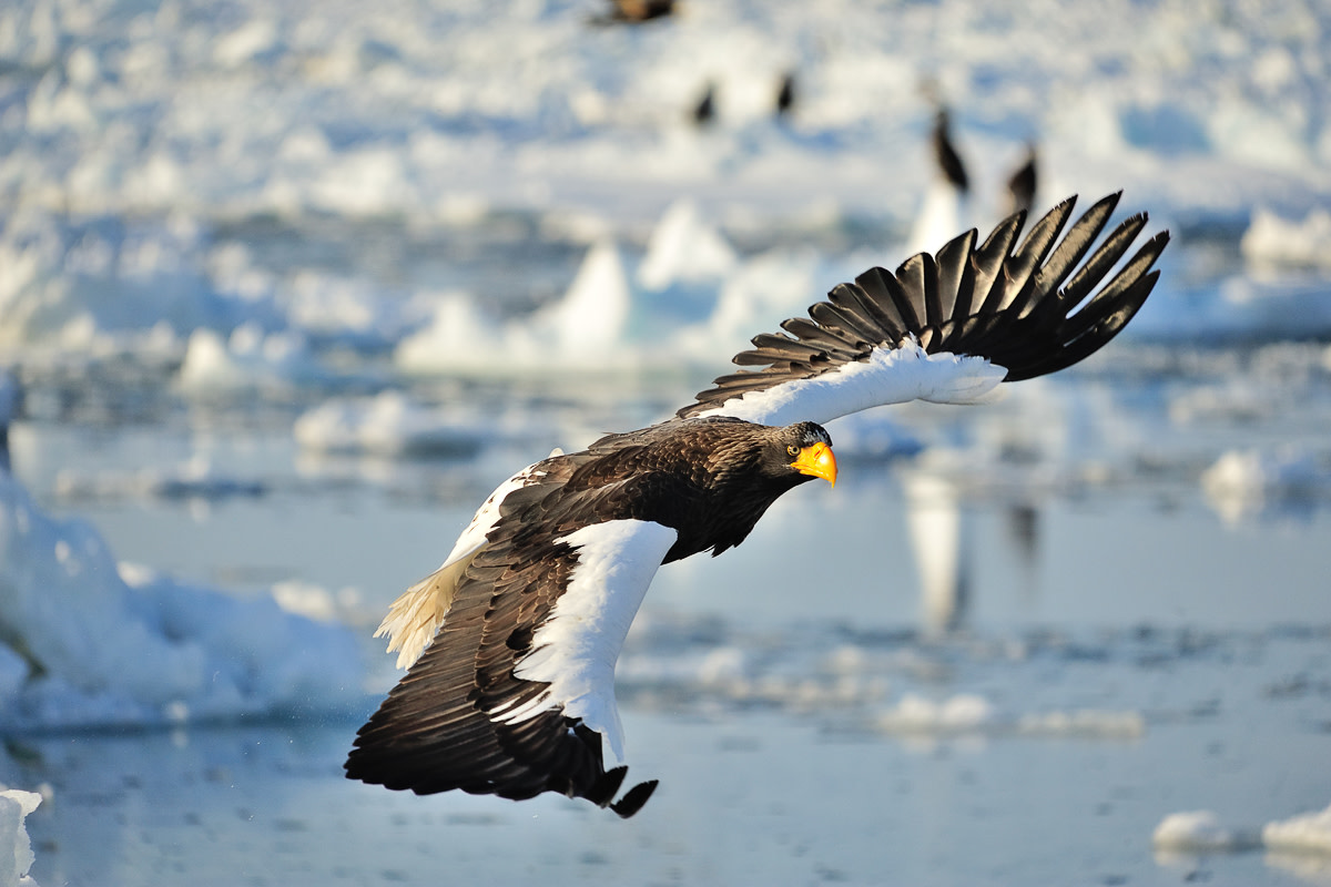 A large Stellar's Sea Eagle flies above drift ice off the coast of Rausu, Shiretoko
