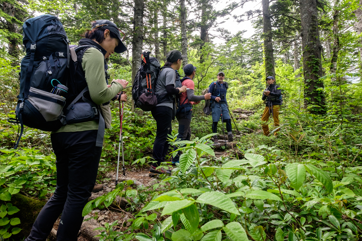 A group of hikers pause along a root-strewn forest trail on Rishiri Island.