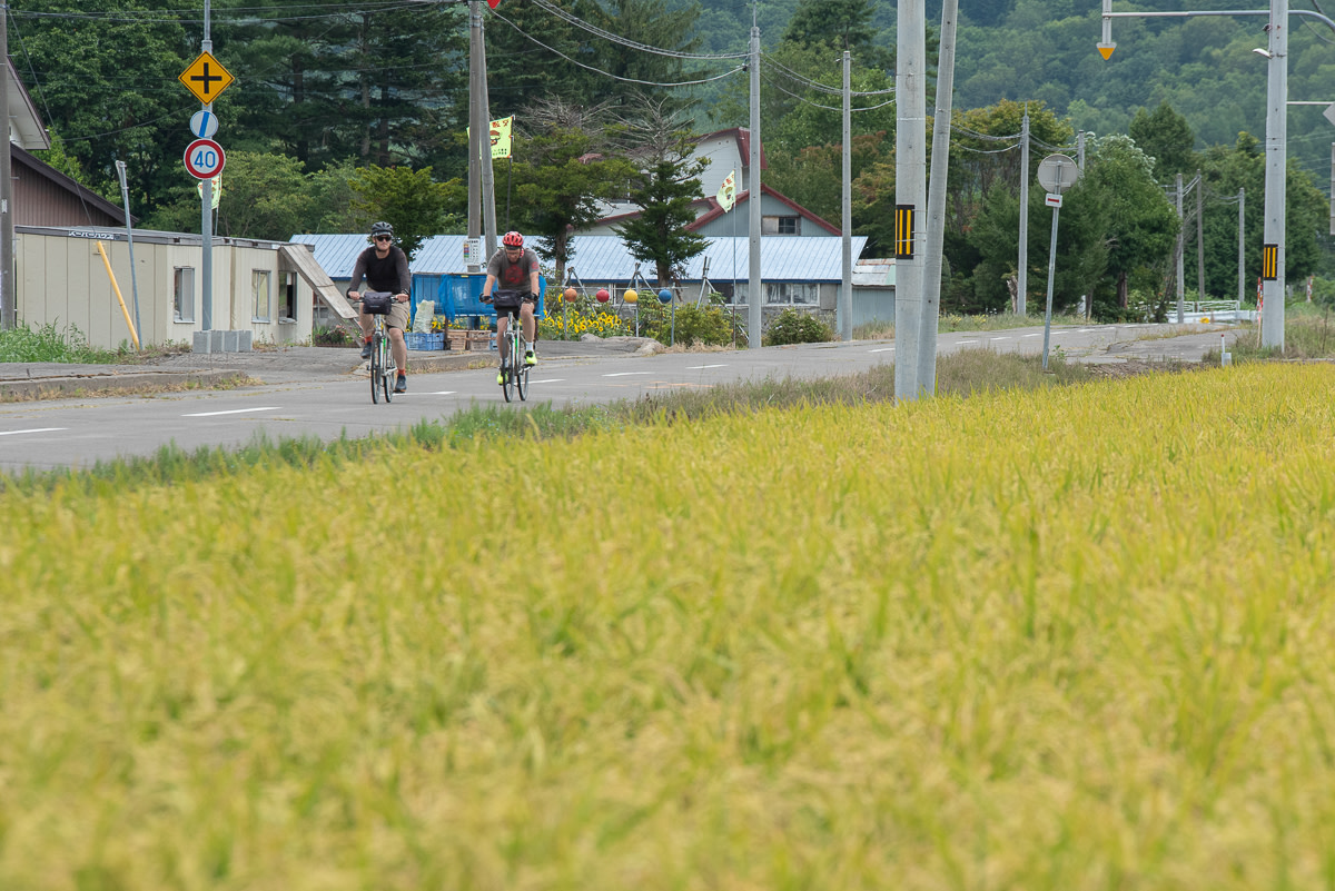 Cyclists ride past yellow rice fields