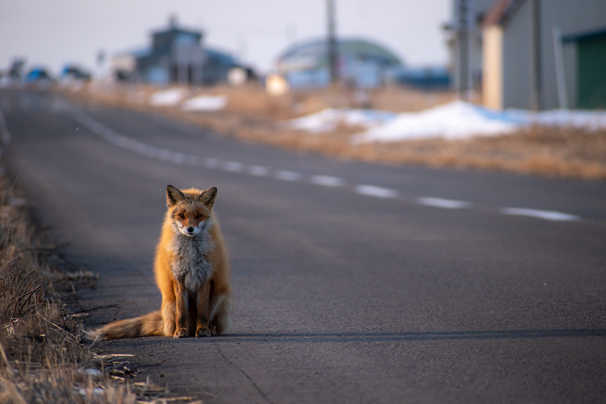 A fluffy red fox in its winter coat sits on an asphalt road, staring directly at the viewer.