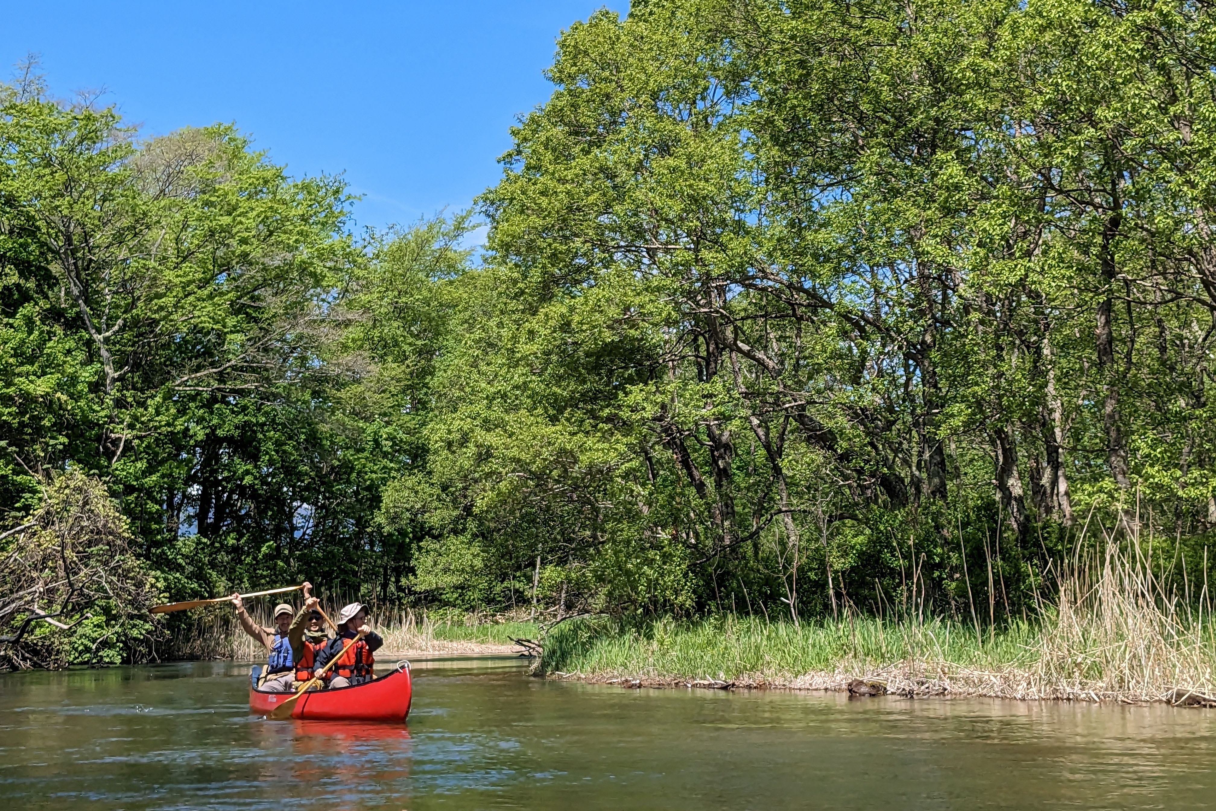 Three people in a canoe on the river cheerfully raise their oars as they paddle around the bend. 