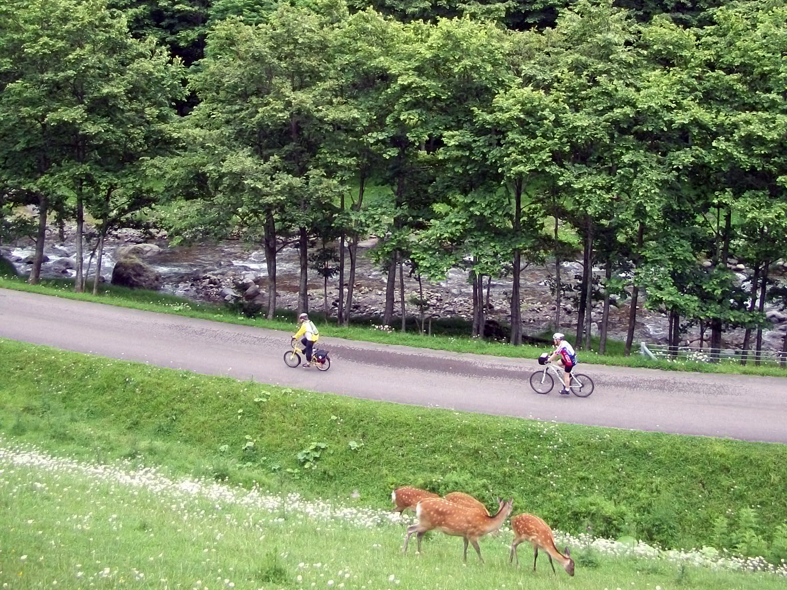 Two cyclists pass by four deer in their summer coats.