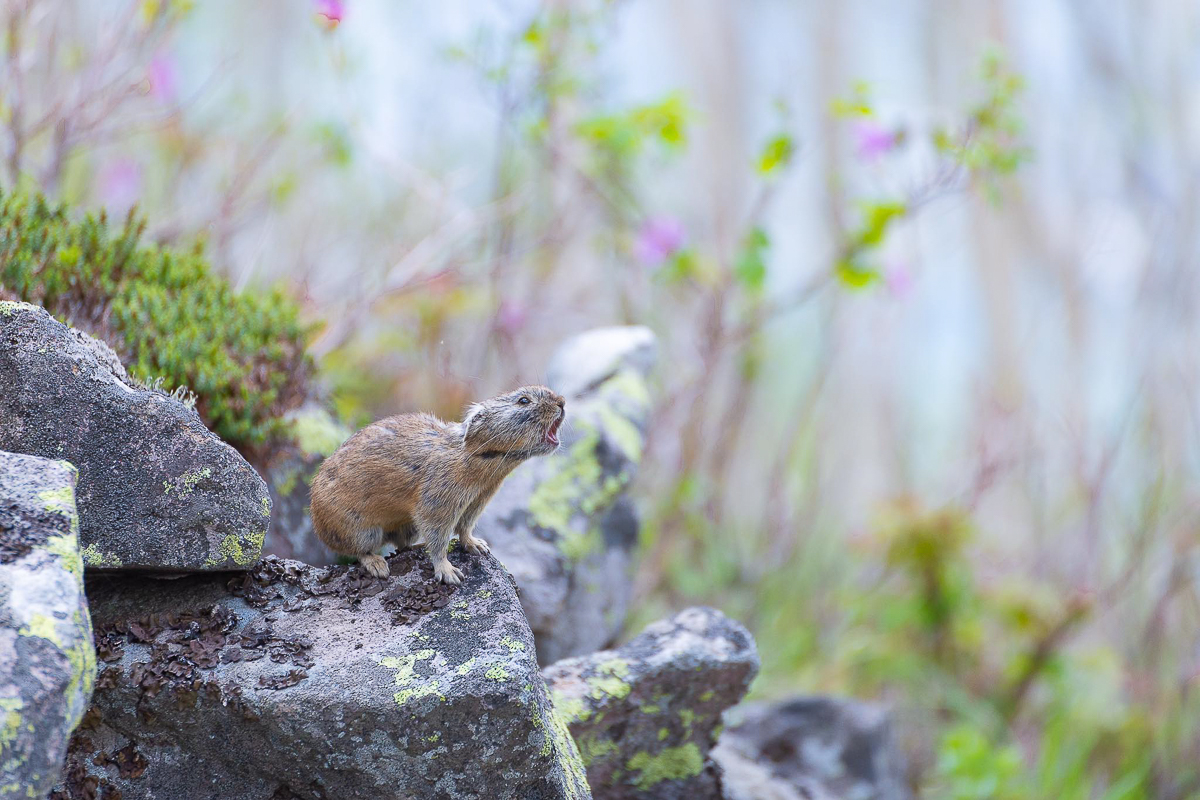A northern pika calls out from a rocky perch.