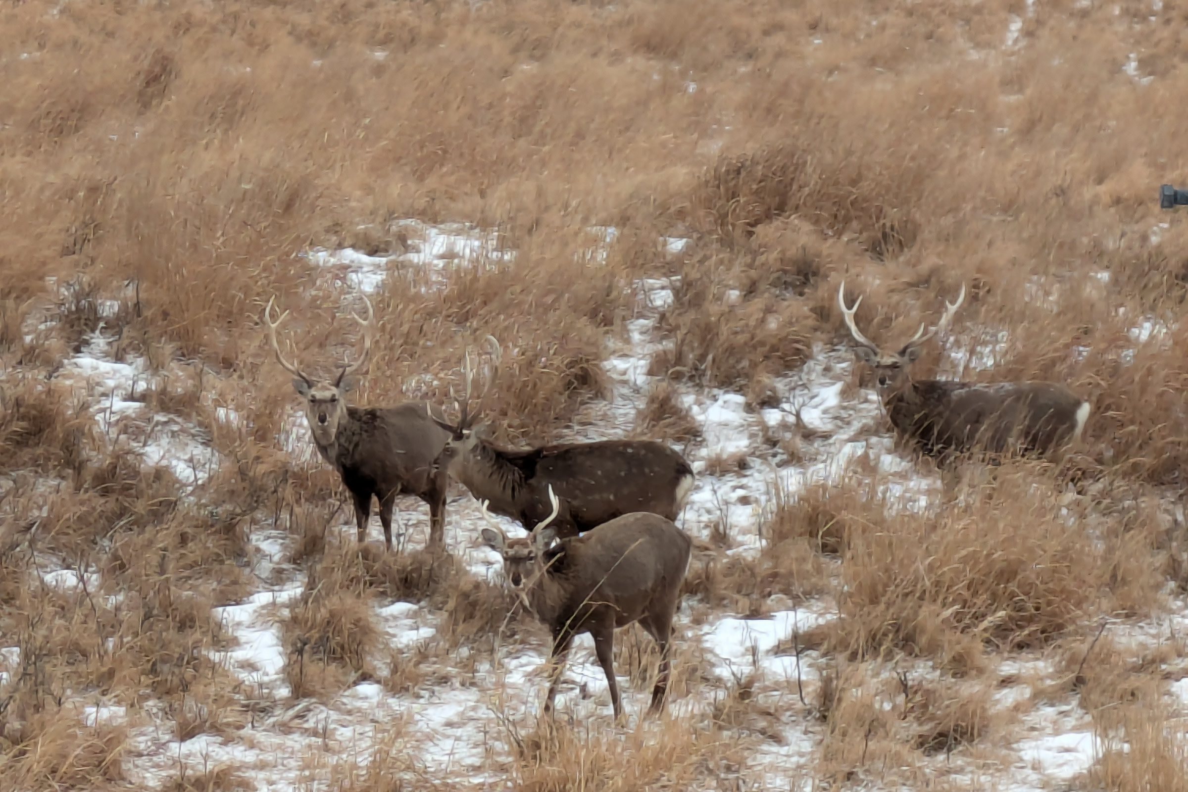 Four wild deer with antlers standing alert in a snow-dusted grassland landscape on Hokkaido's Notsuke Peninsula, Japan.