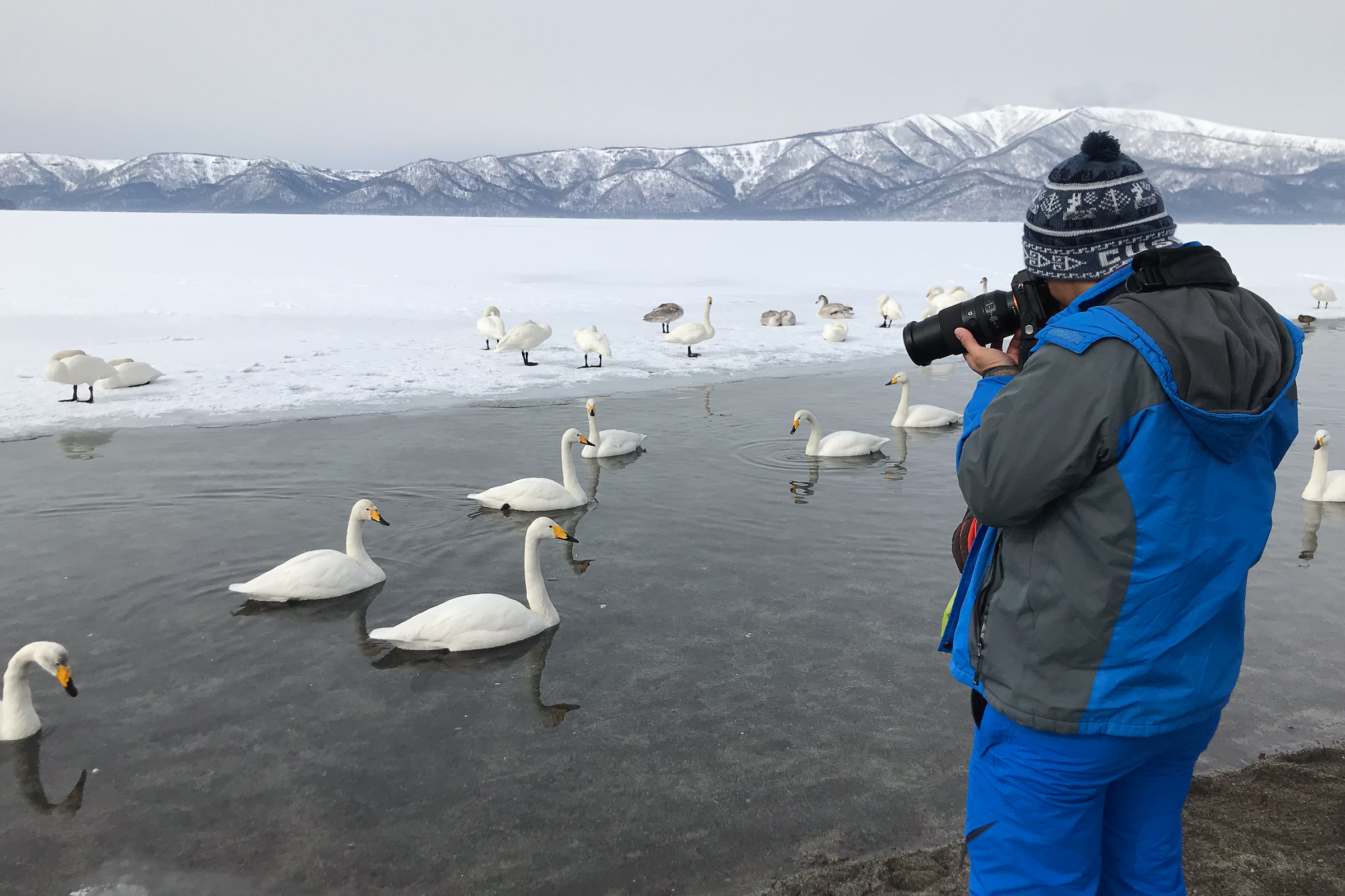 A photographer taking photos of Whooper Swans on the shore of Lake Kussharo in winter.