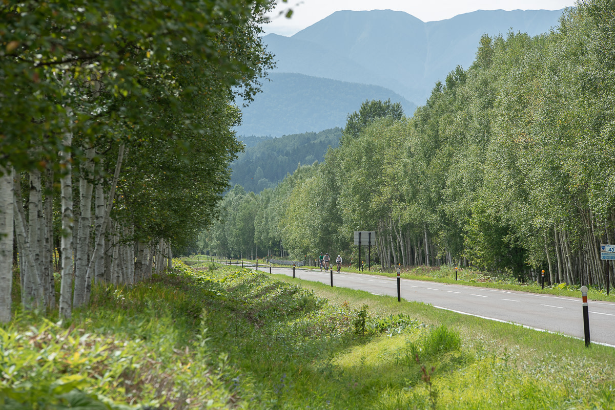 Cyclists ride along a silver birch lined road with the Daisetsuzan mountains in the distance