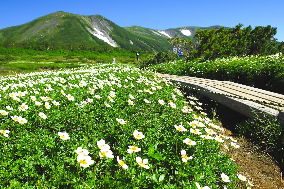 Spring flowers in the Hokkaido Mountains
