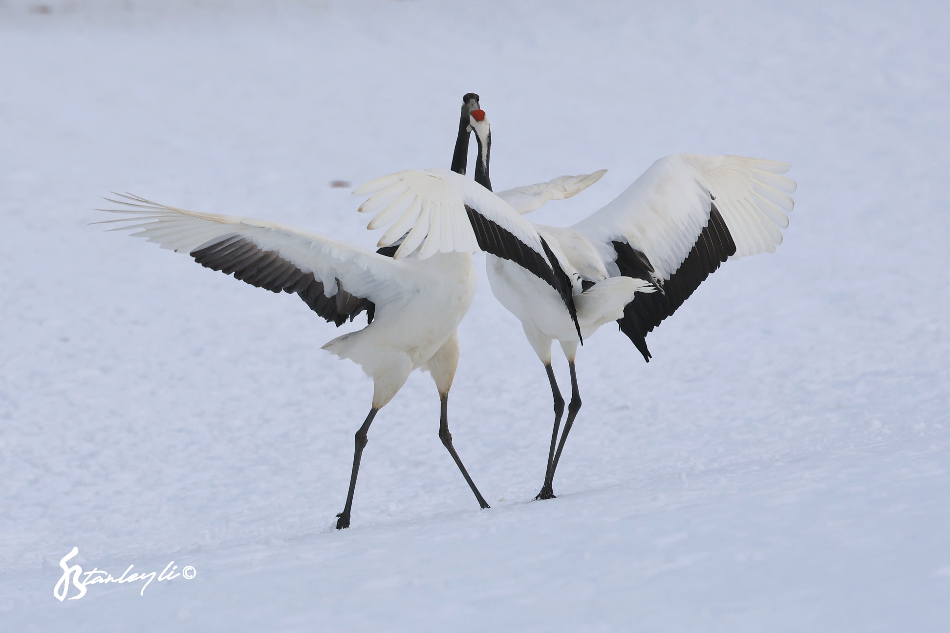 Two Red Crowned Cranes dance in a snowy field in Tsurui, Hokkaido. ©️ Stanley Li