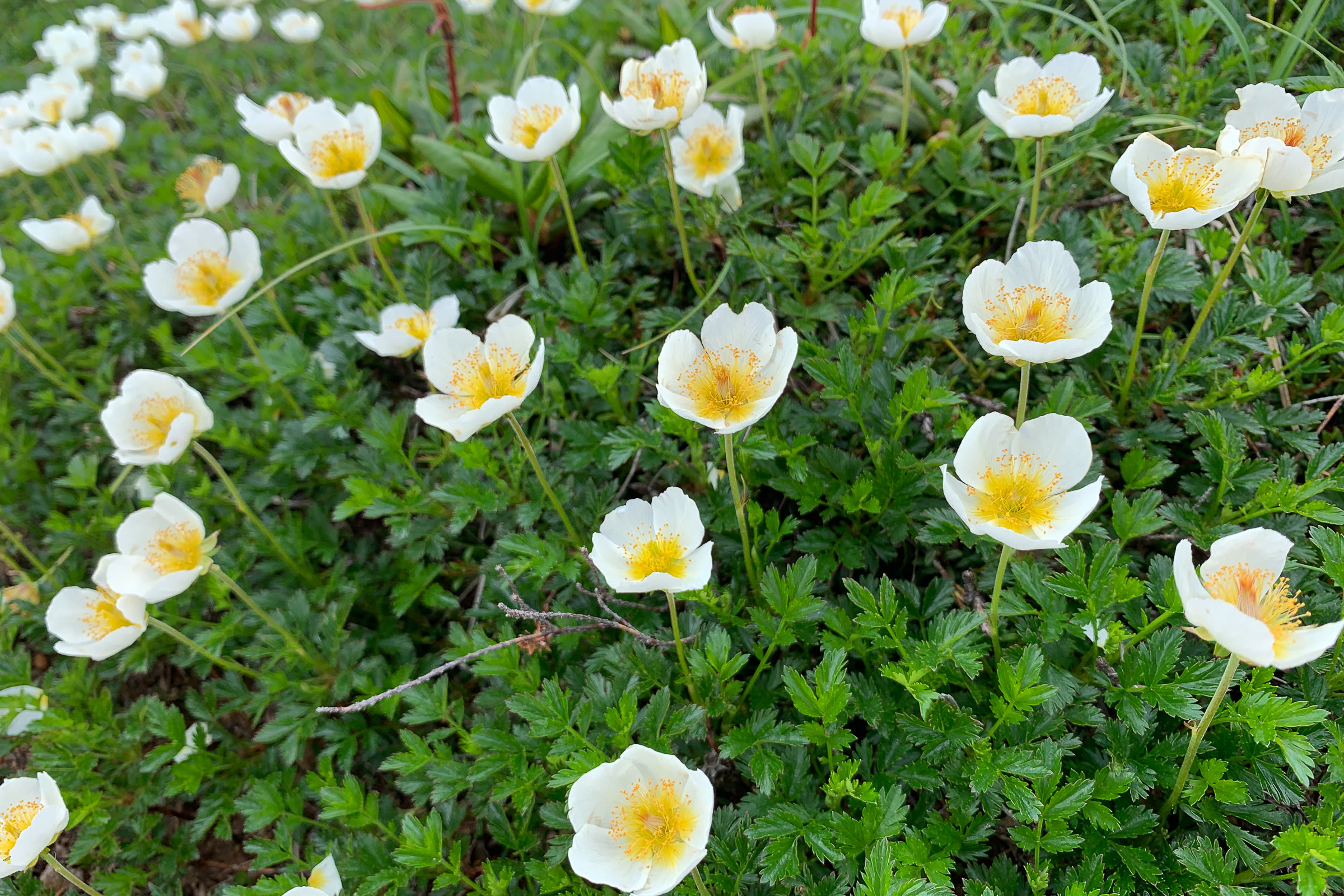 Aleutian Avens or Chinguruma (Sieversia pentapetala) found in bloom near Mt. Tomuraushi in July.