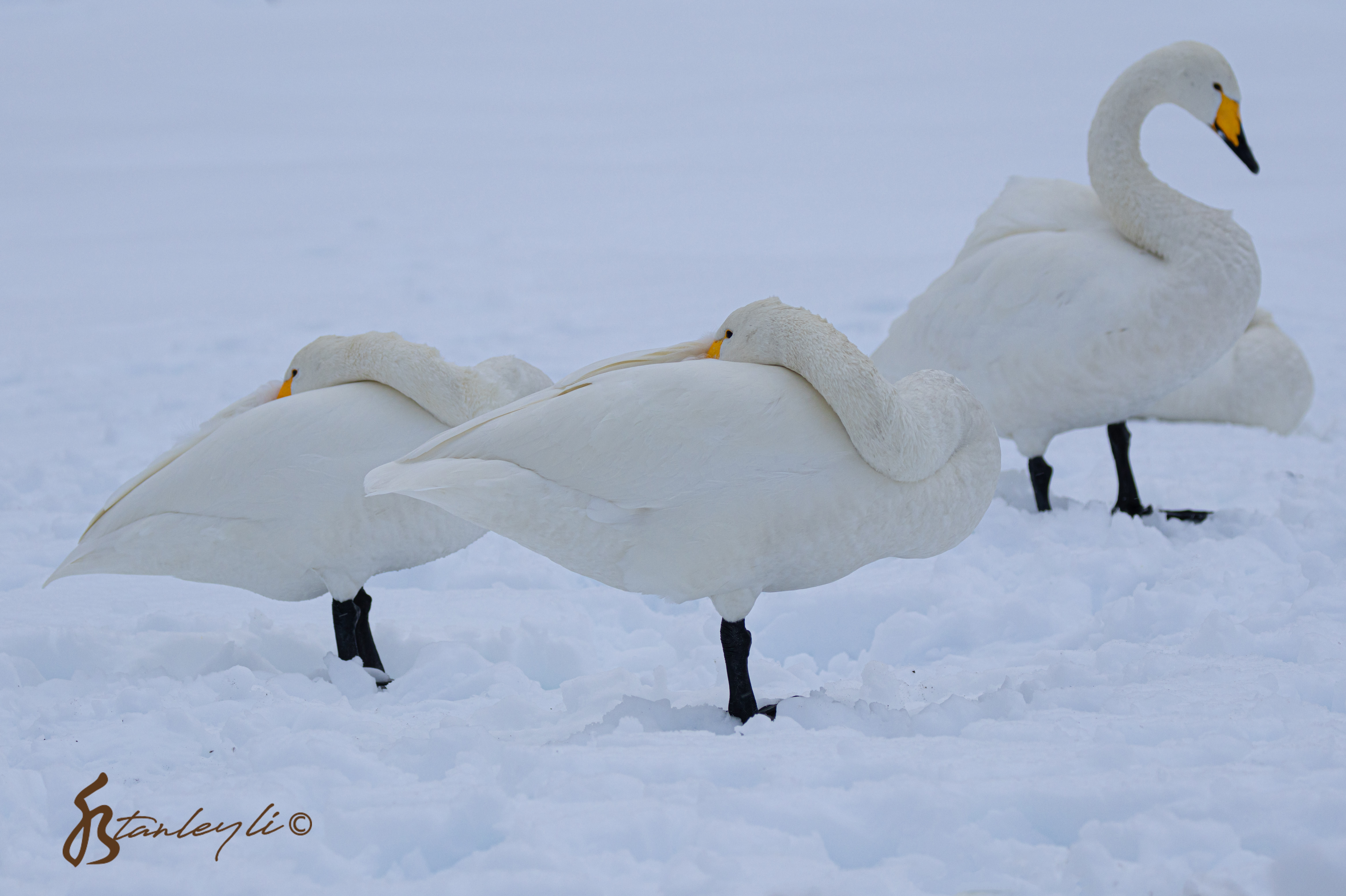 A flock of Whooper Swans keep their beaks warm at Lake Kussharo. ©️ Stanley Li