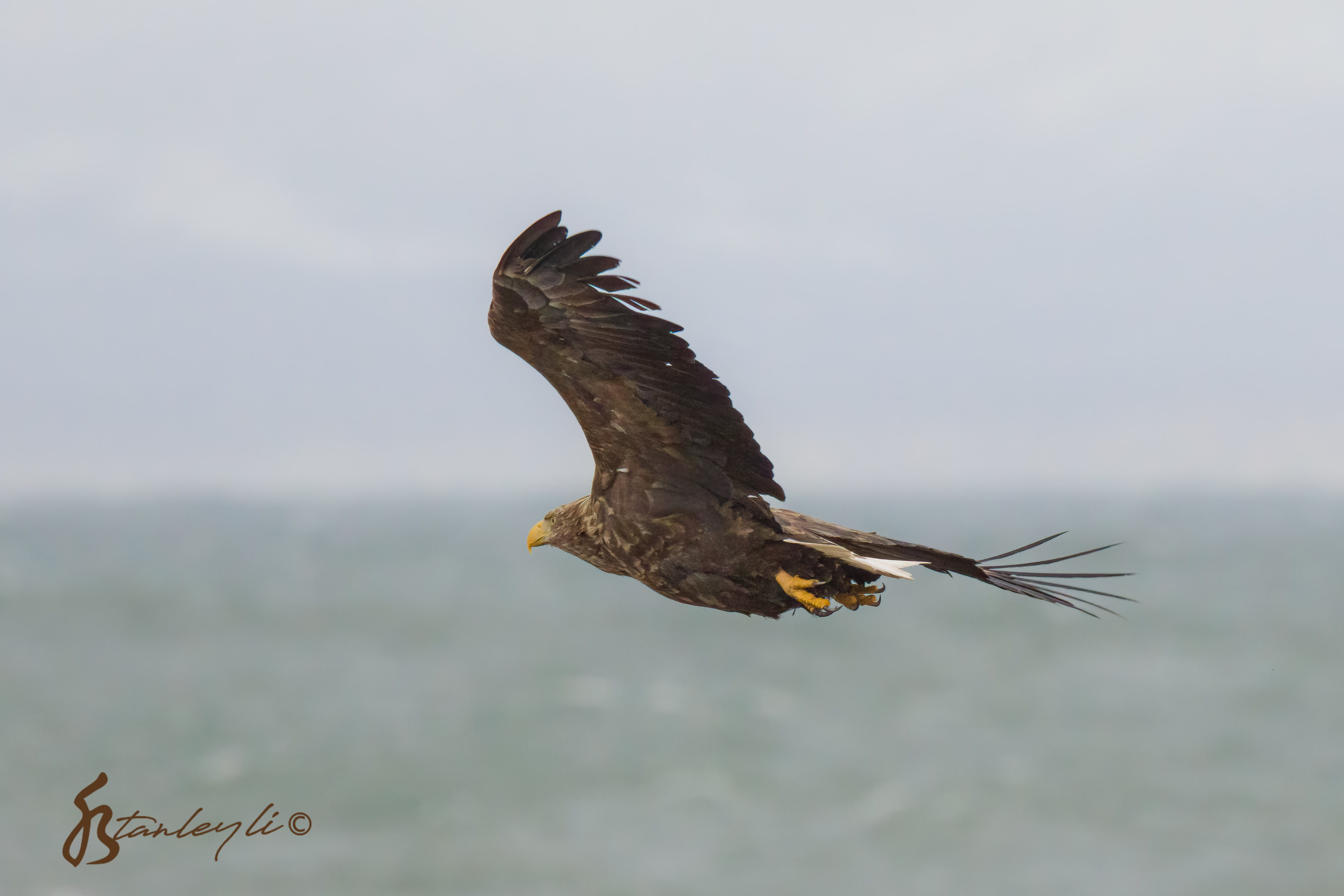 A white tailed eagle photographed in flight on the Notsuke Peninsula, Hokkaido. ©️ Stanley Li