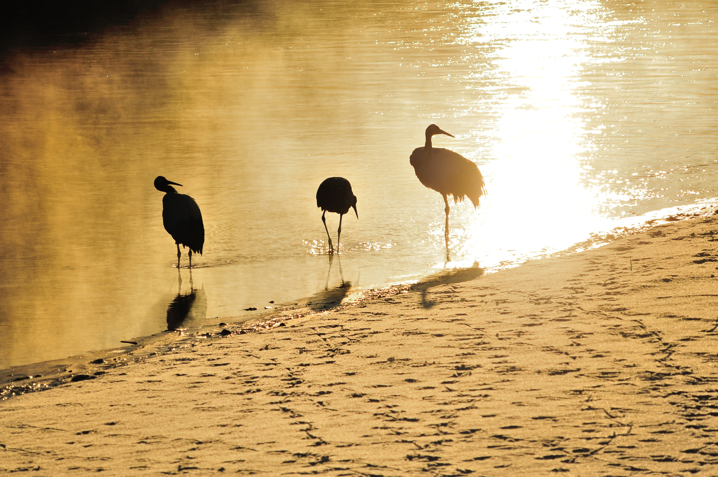 Red-crowned Cranes photographed from Otowa Bridge in Tsurui at dawn