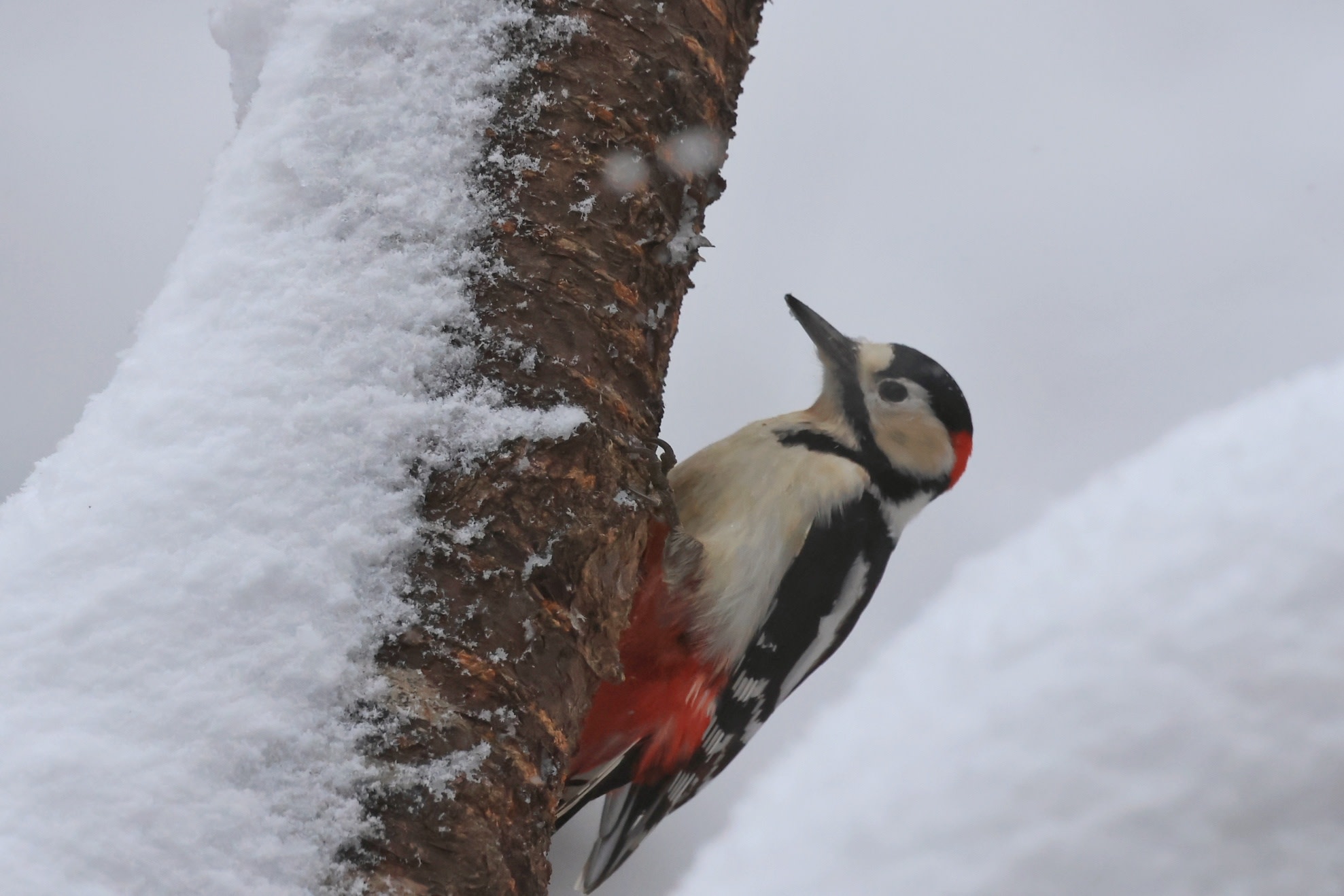 A greater-spotted woodpecker is pictured on a snowy tree.©️ Stanley Li