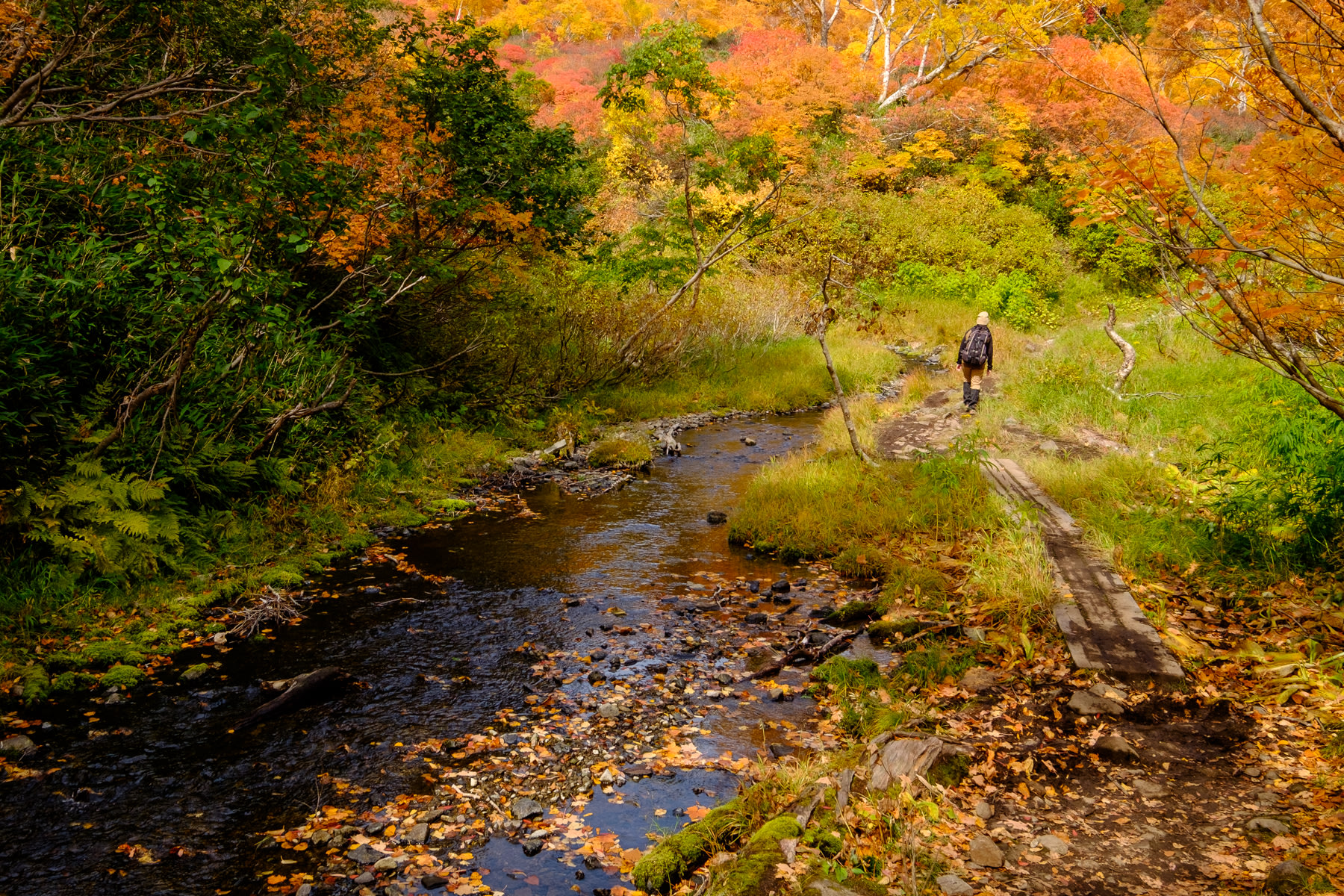 A hiker makes their way along a boardwalk alongside a river. The autumn leaves are at their peak.