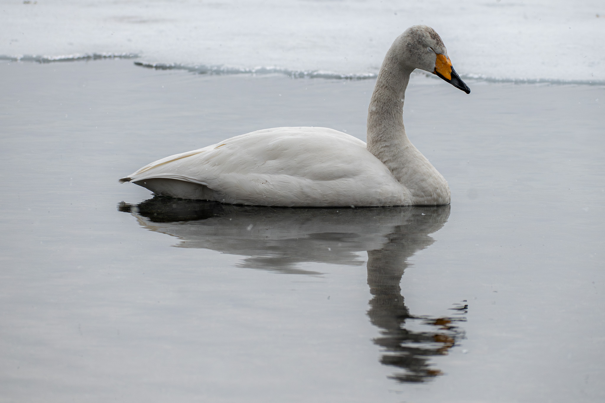 A Whooper Swan sits on Lake Kussharo, reflected in the water's surface. It is snowing and the swan is sleepy, closing its eyes.