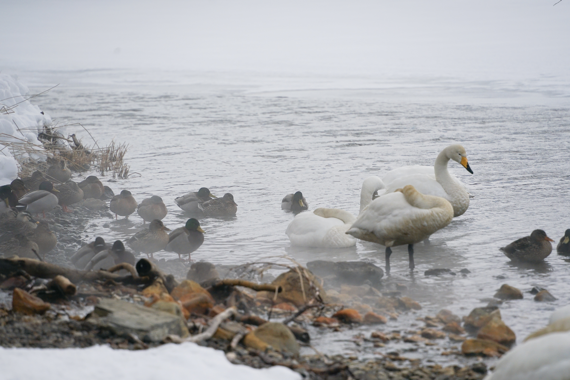 Whooper Swans and Mallards bathing in hot springs of Lake Kussharo