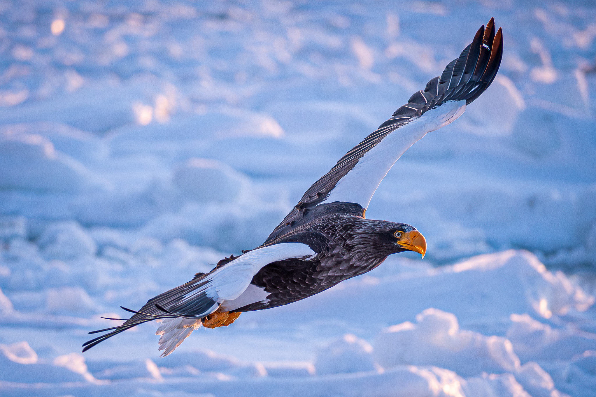 A Steller's Sea Eagle flies low and close over drift ice, eyes alert.