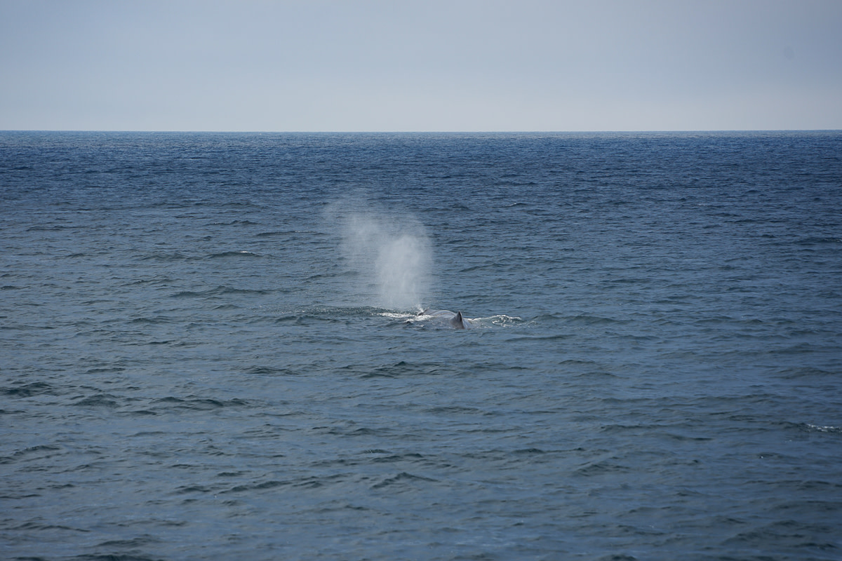 Sperm whale sighted off Rausu coast