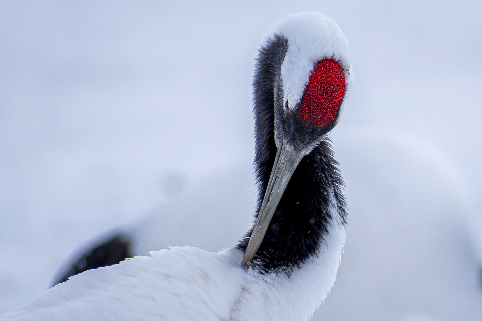 A red-crowned crane preening, the bright red crest on its head visible.