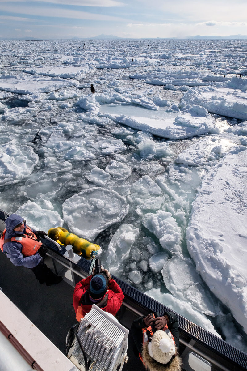 A group of birdwatchers watch eagles from a nature cruise of the coast of Rausu, Shiretoko. The boat is pushed right up against broken drift ice and there are a number of Steller's Sea Eagles sat on the ice.