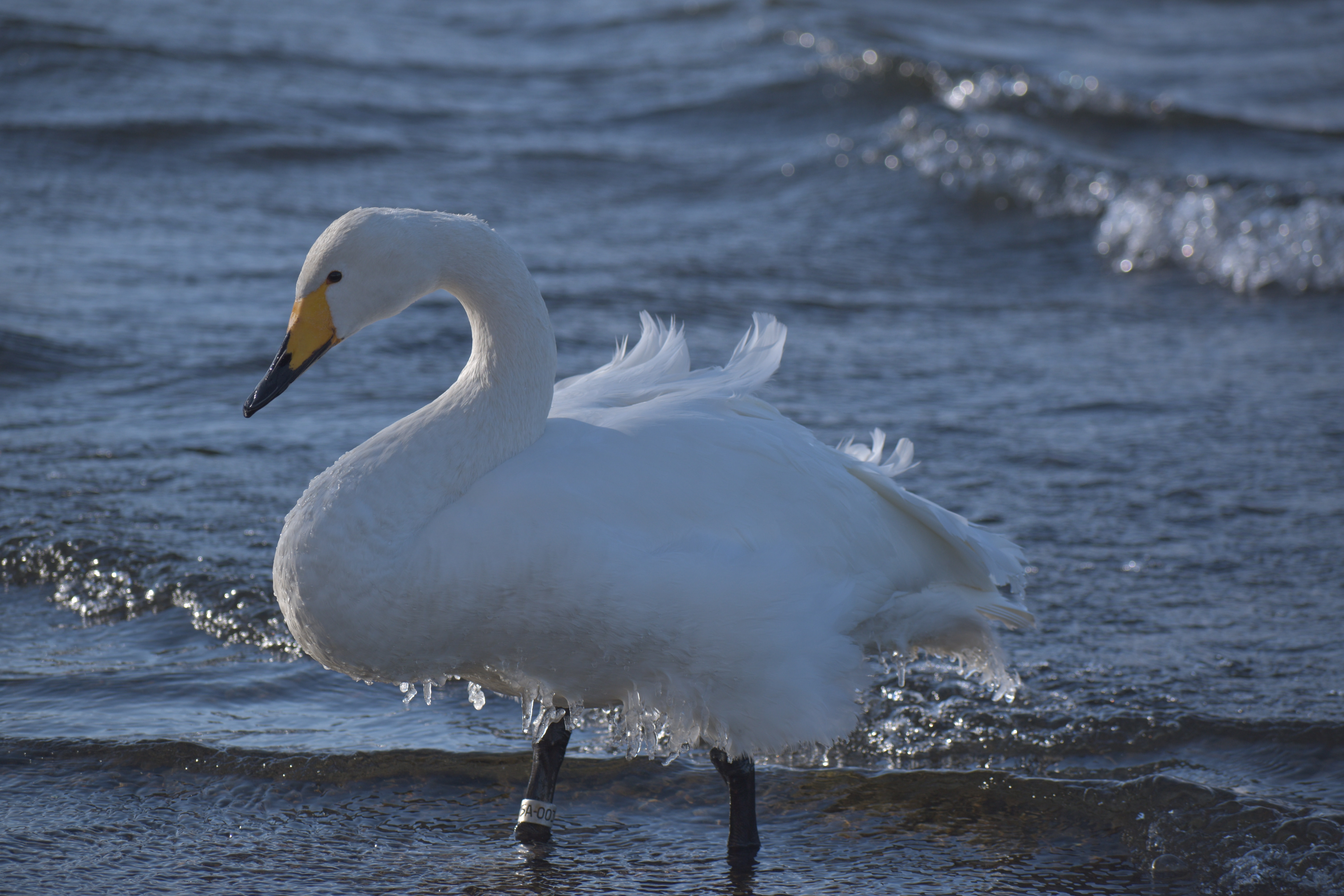A swan stands almost coyly on the shore of Lake kussharo.