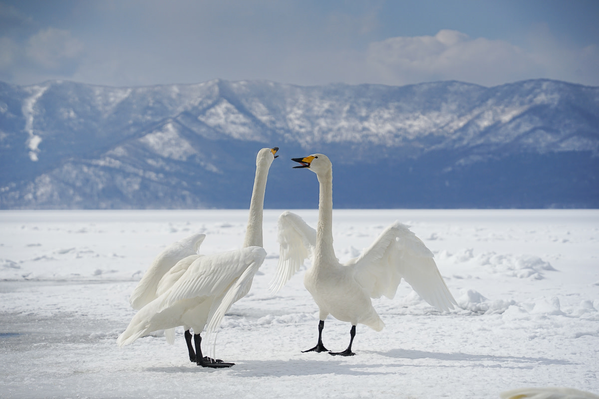 Whooper Swans in action