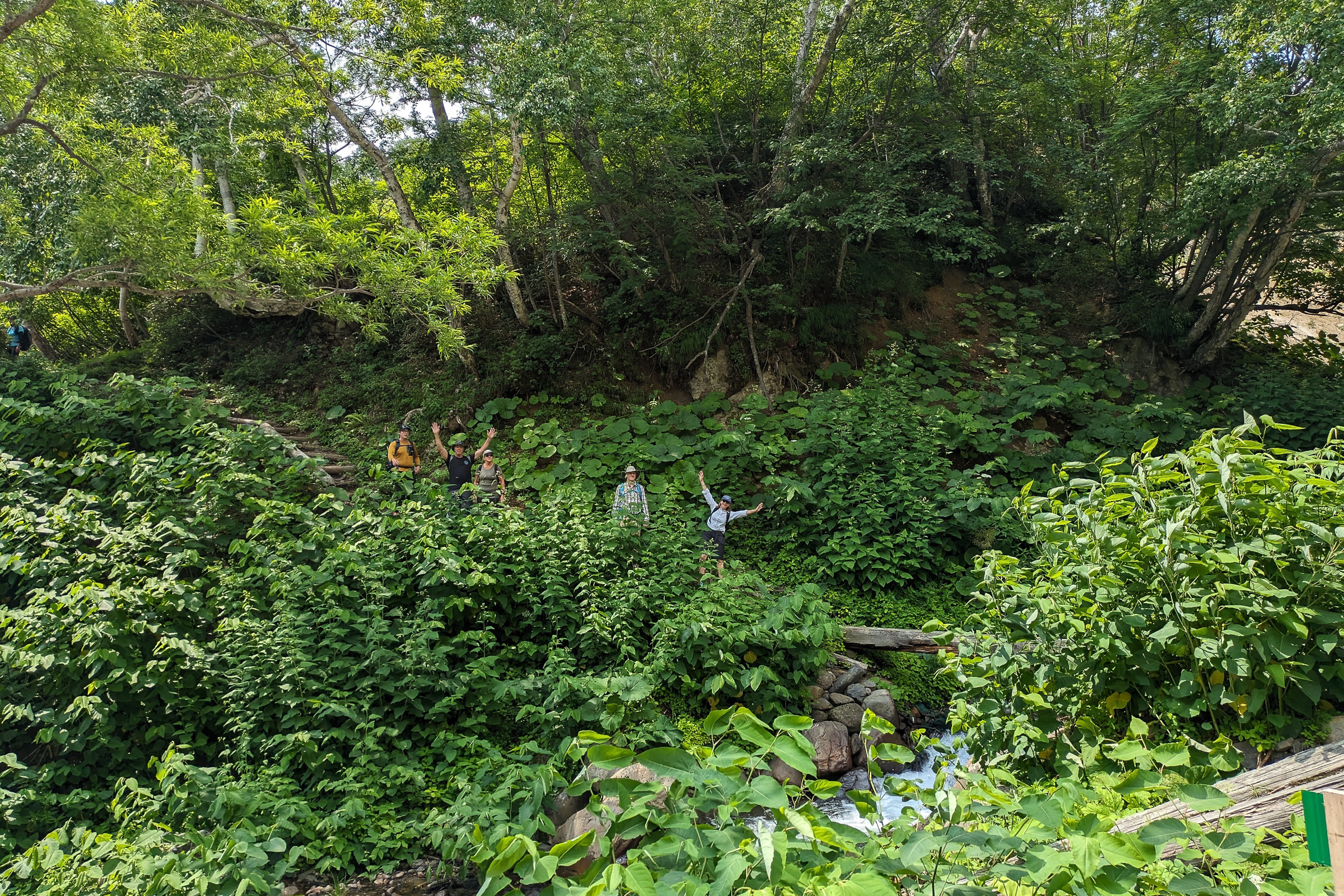 A group of five hikers wave to the camera from afar in a valley, surrounded by foliage.