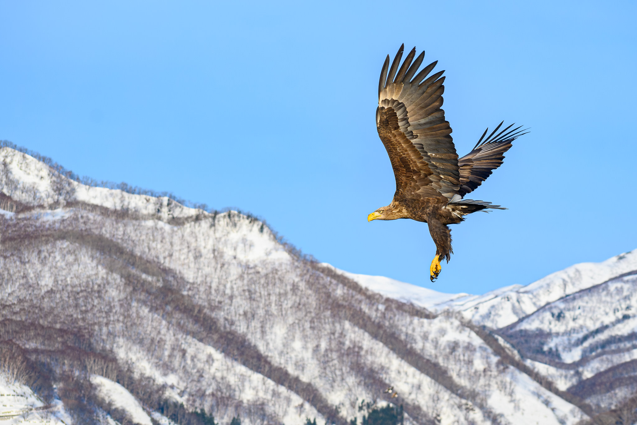 A white-tailed eagle flies in the sky, two mountain peaks in the background.