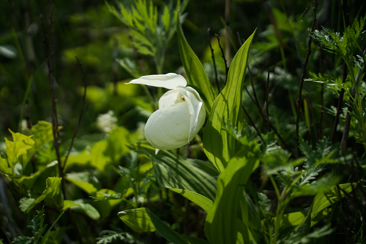 A cream Rebun lady's slipper orchid flower