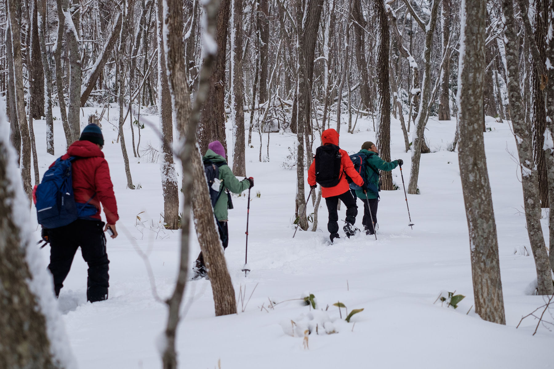 A group of snowshoers walk through a forest near Lake Kussharo.